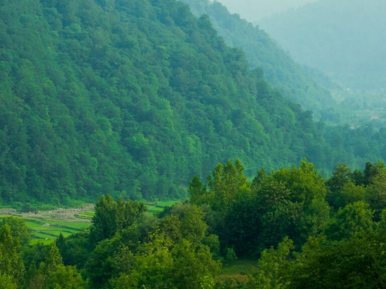 پیمایش جنگلی بهشهر